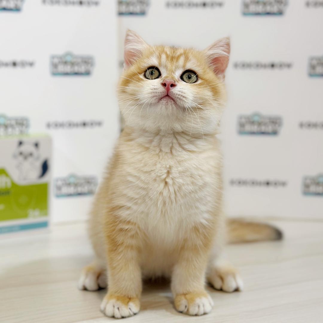 British Shorthair Kitten