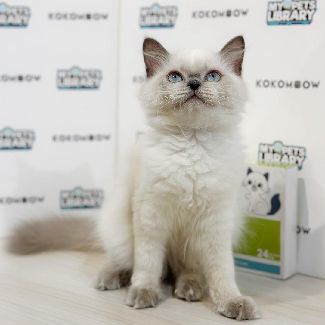 Himalayan Persian Kitten
