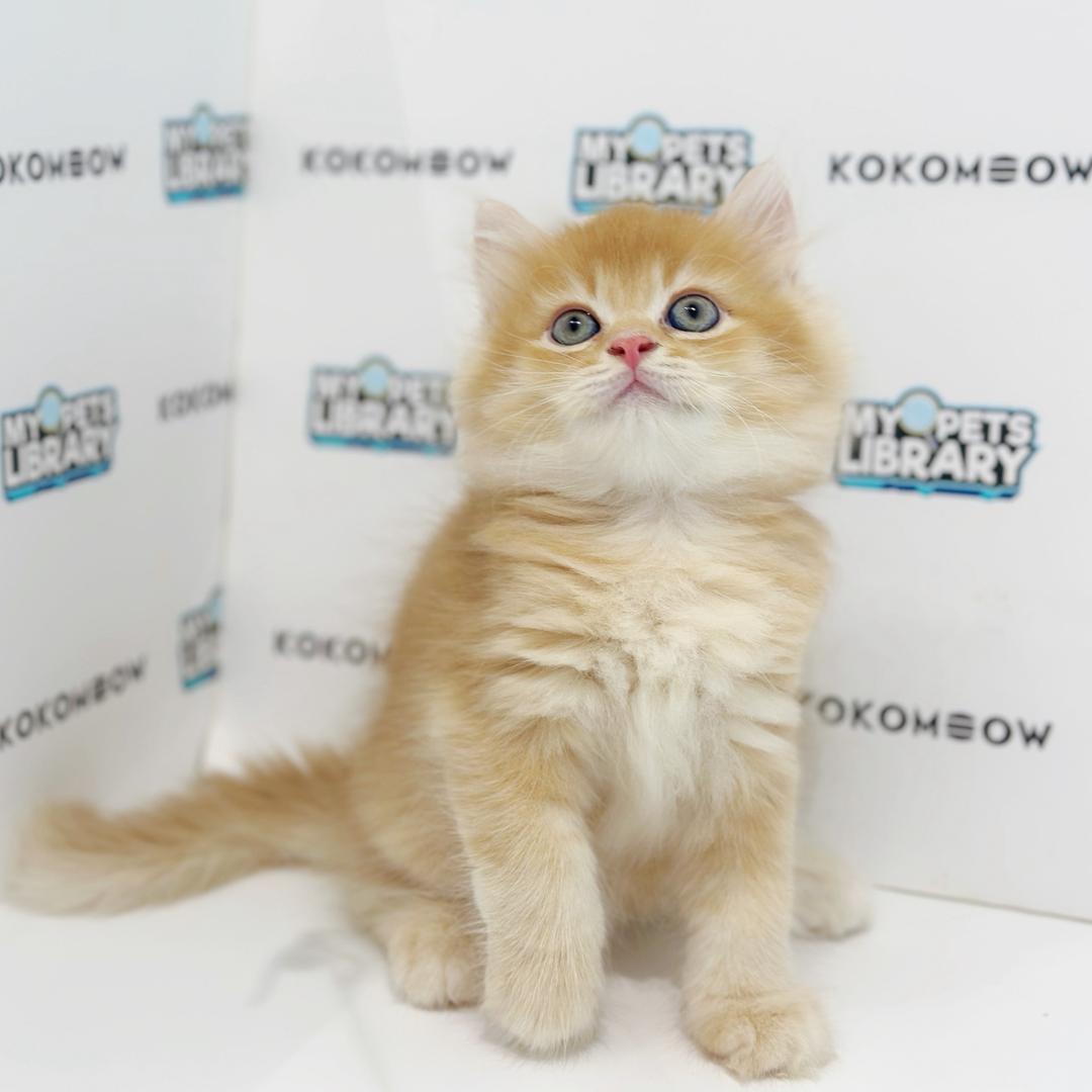 British Shorthair Kitten