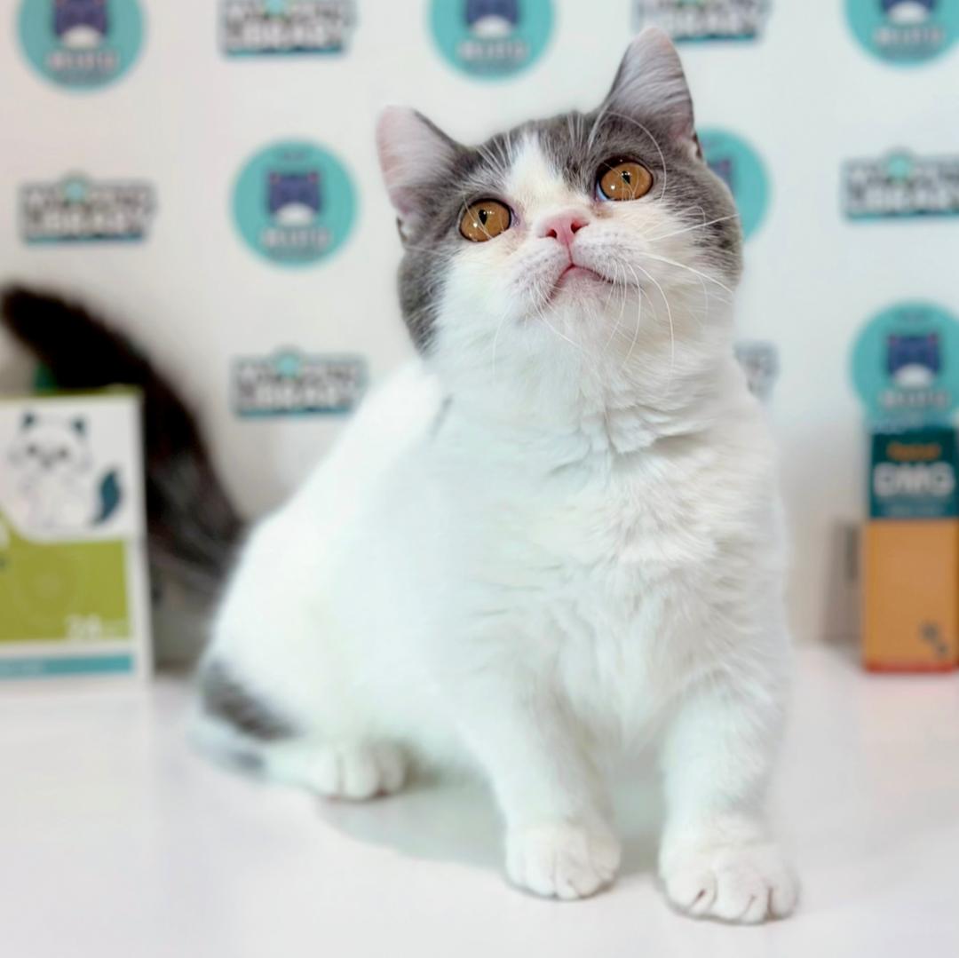Super Short Munchkin British Shorthair Kitten