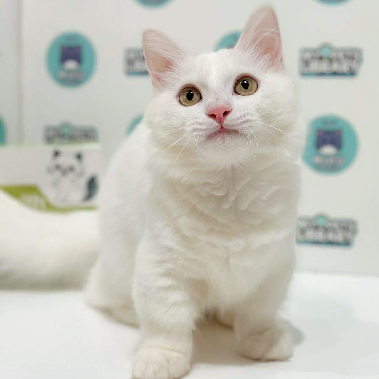 Super Short Munchkin Longhair Kitten