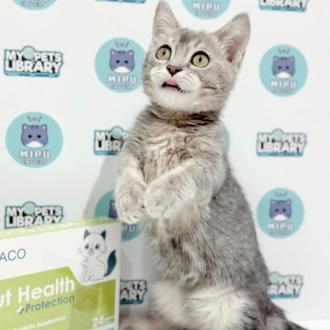 Super Short Munchkin British Shorthair Kitten
