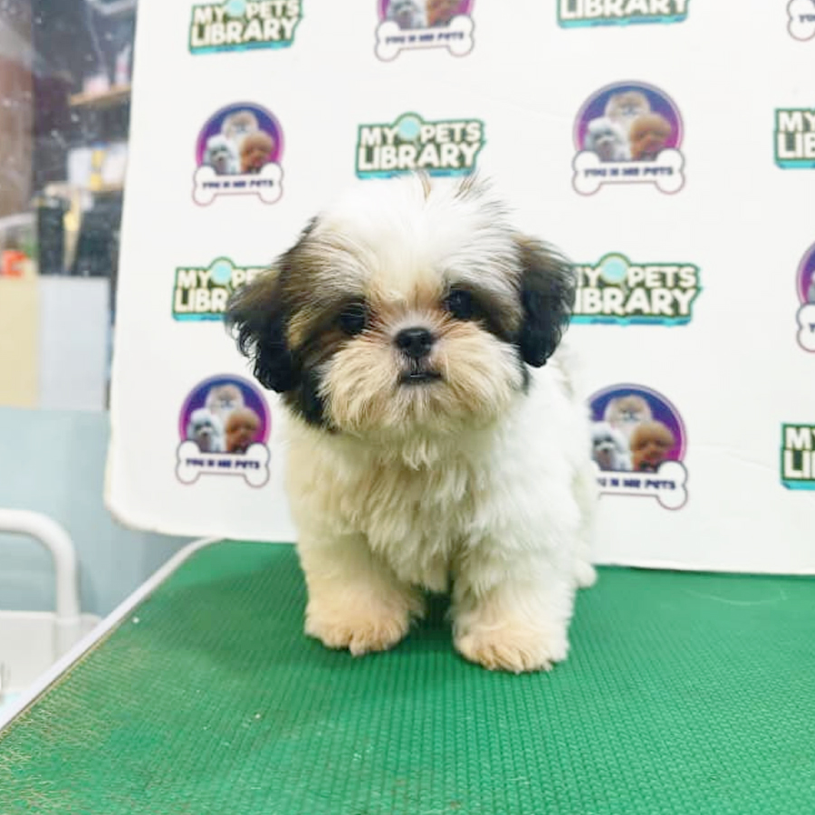 Mini Shih Tzu Puppy