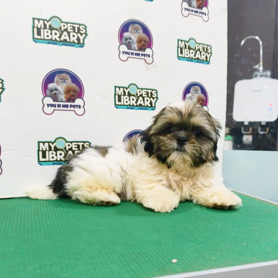 Mini Shih Tzu Puppy