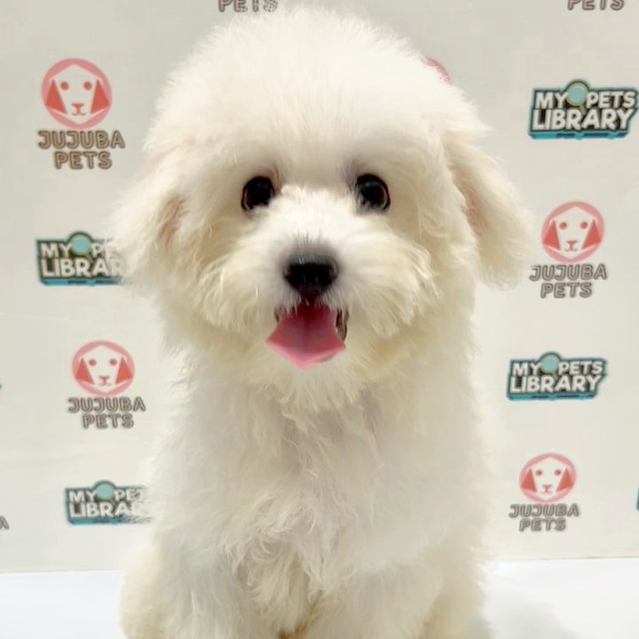 Poochon Puppy