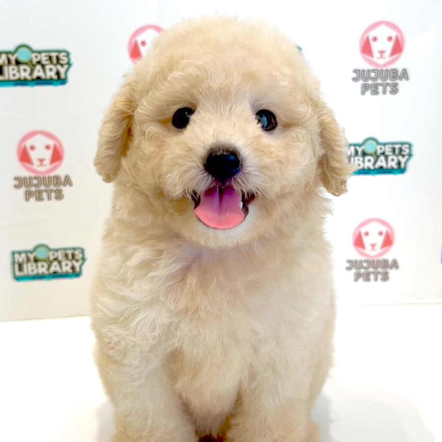 Toy Poodle Puppy