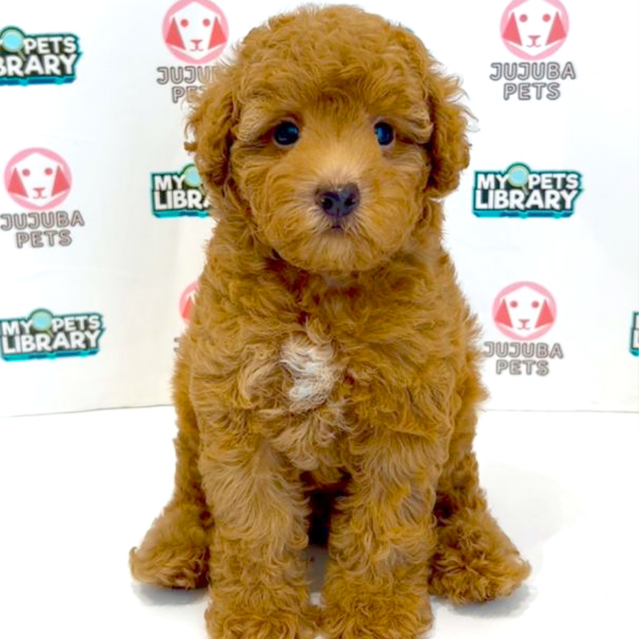 Toy Poodle Puppy