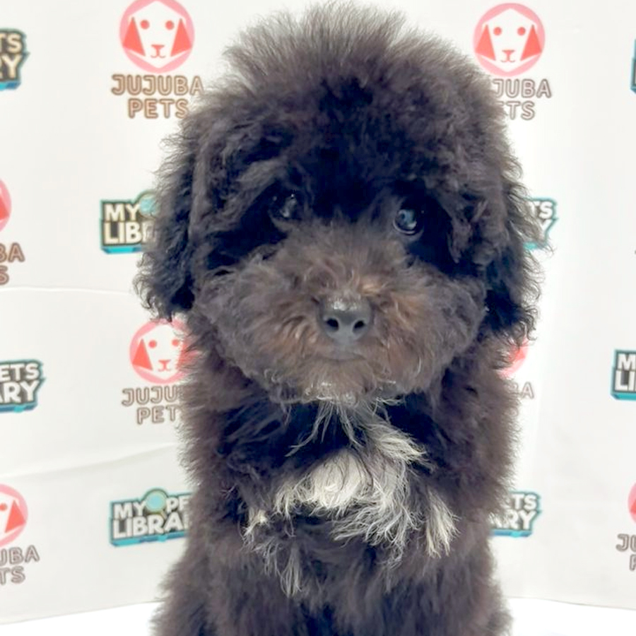 Maltipoo Puppy