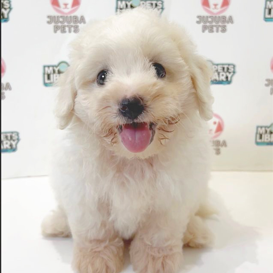 Poochon Puppy