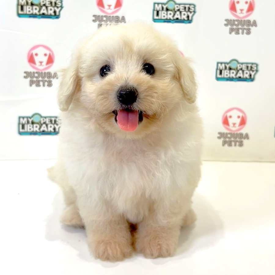 Poochon Puppy