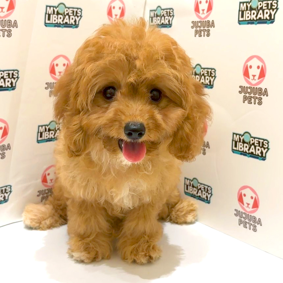 Cavapoo Puppy
