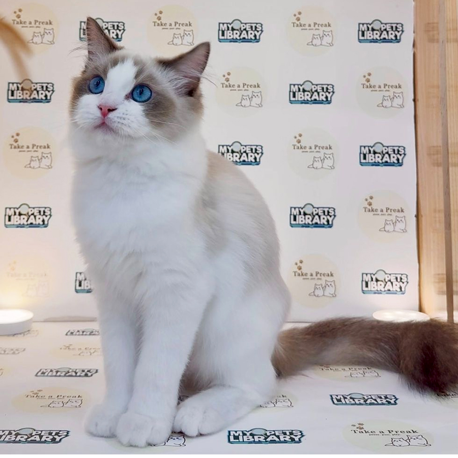 Ragdoll Kitten