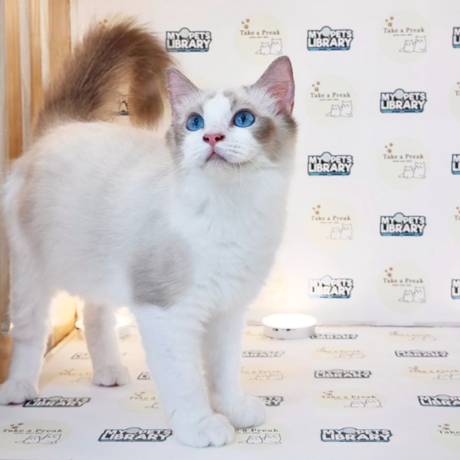 Ragdoll Kitten
