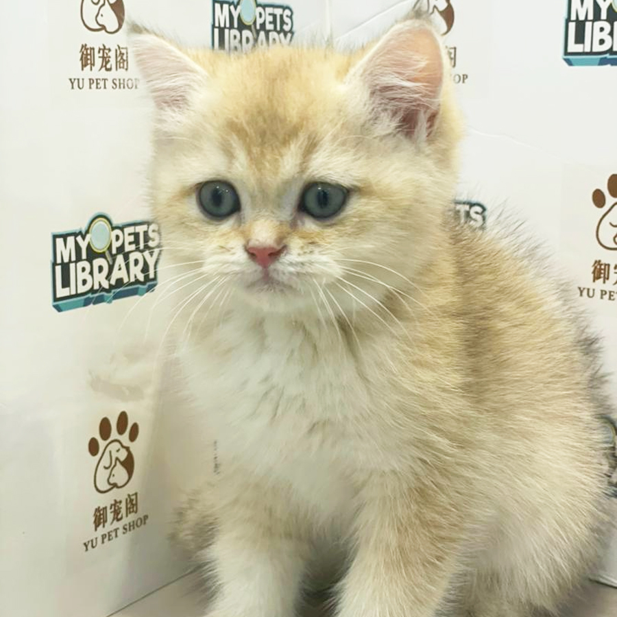 British Shorthair Kitten