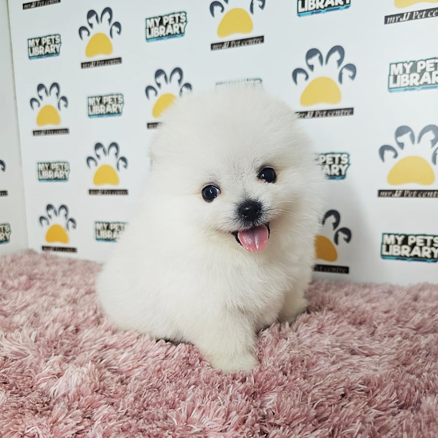 Teacup Pomeranian Puppy