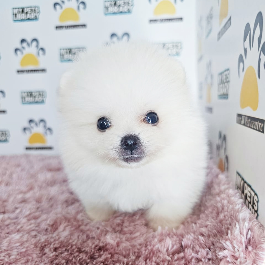 Teacup Pomeranian Puppy
