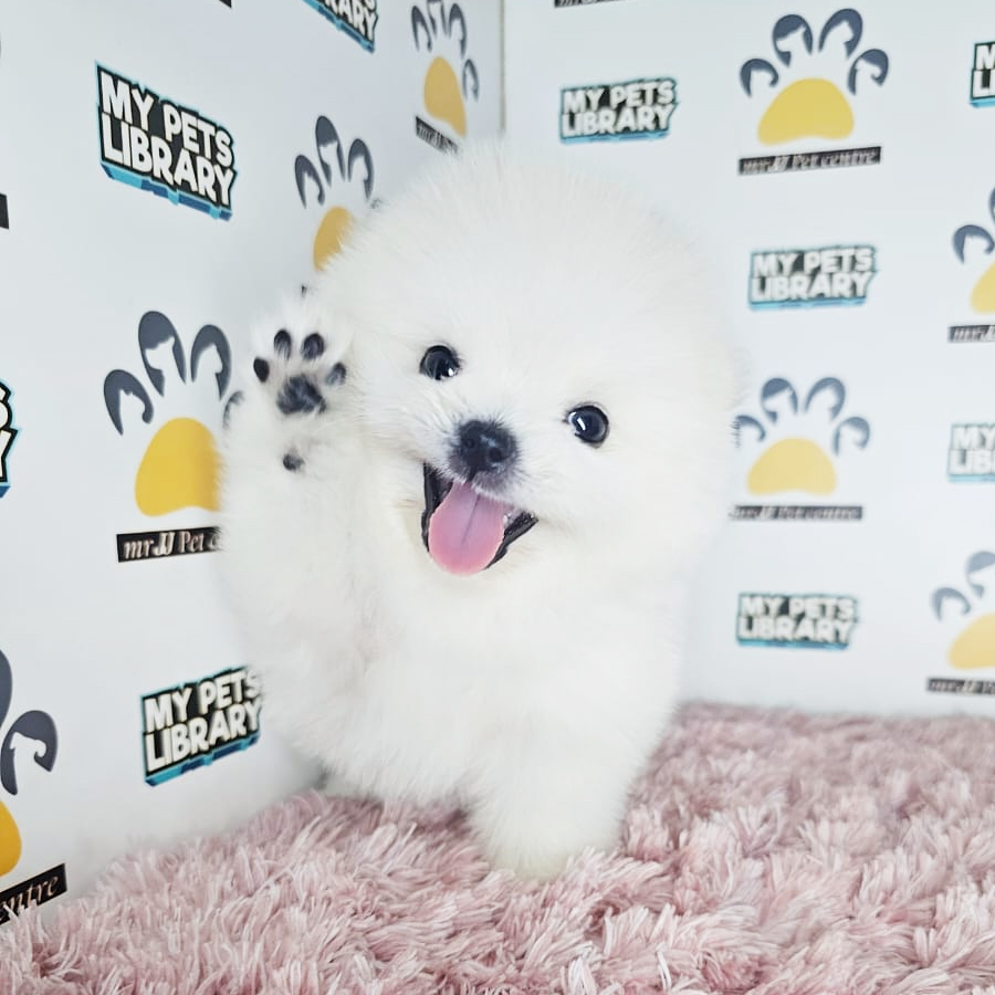 Tiny Pomeranian Puppy