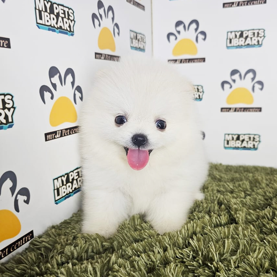 Tiny Pomeranian Puppy