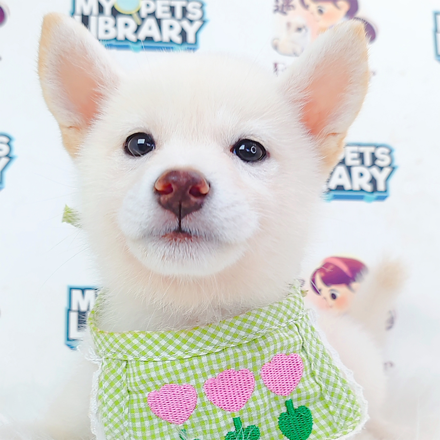 Shiba Inu Puppy