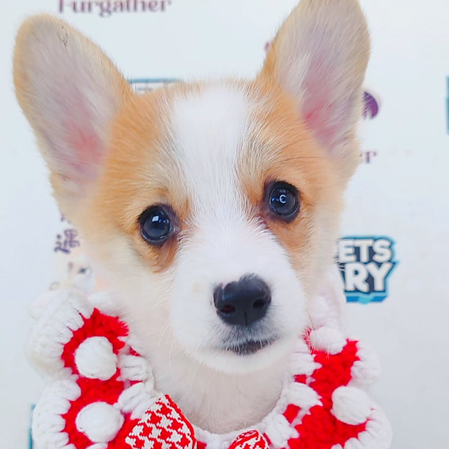 Welsh Corgi Puppy