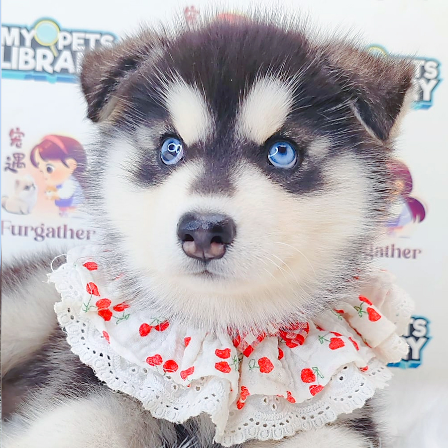 Wooly Alaskan Puppy