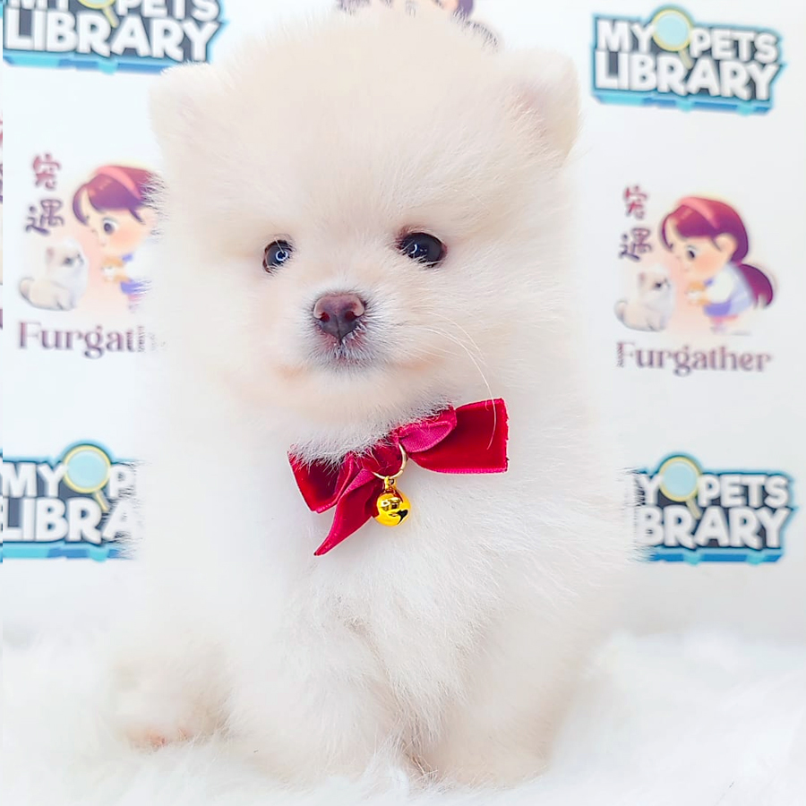 Pomeranian Puppy