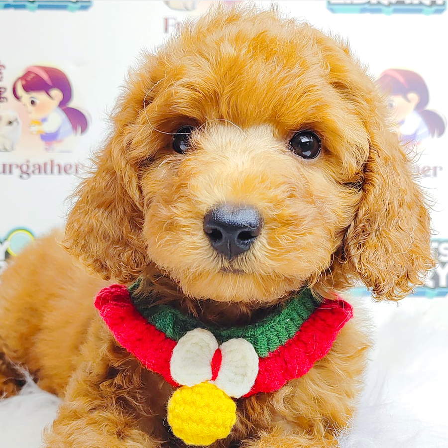 Toy Poodle Puppy