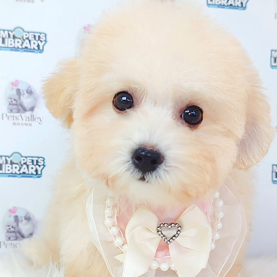 Maltipoo Puppy