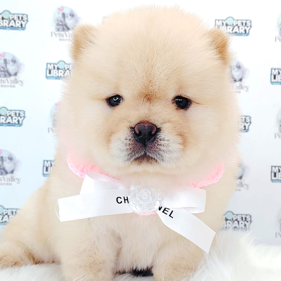 Chow Chow Puppy