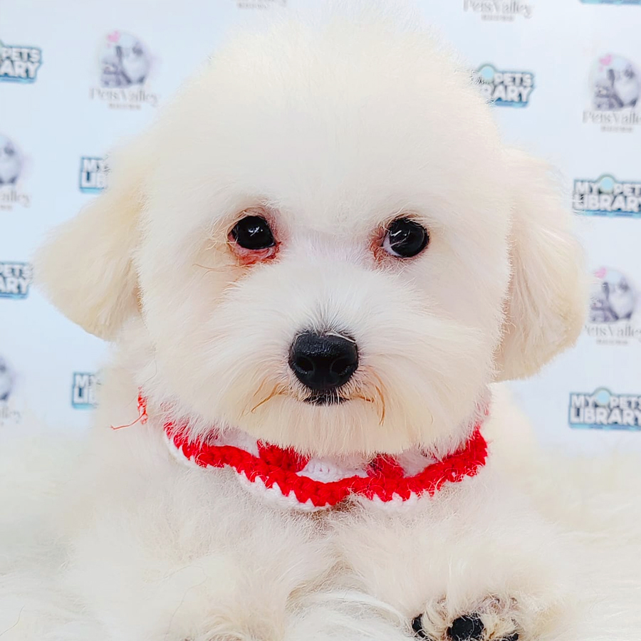 Maltipoo Puppy