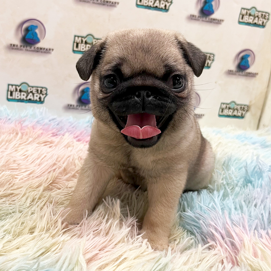 Pug Puppy