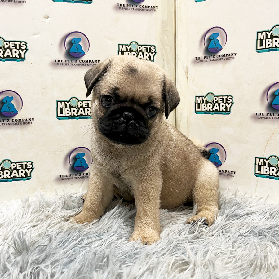 Pug Puppy
