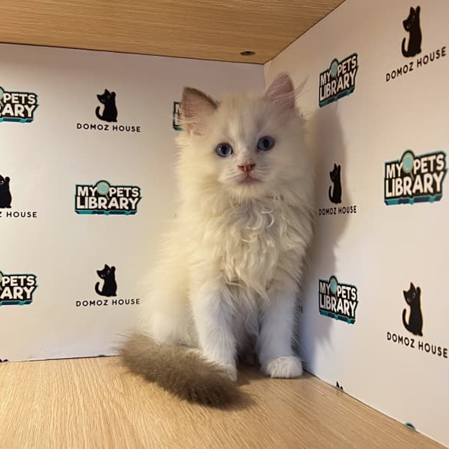 Ragdoll Kitten
