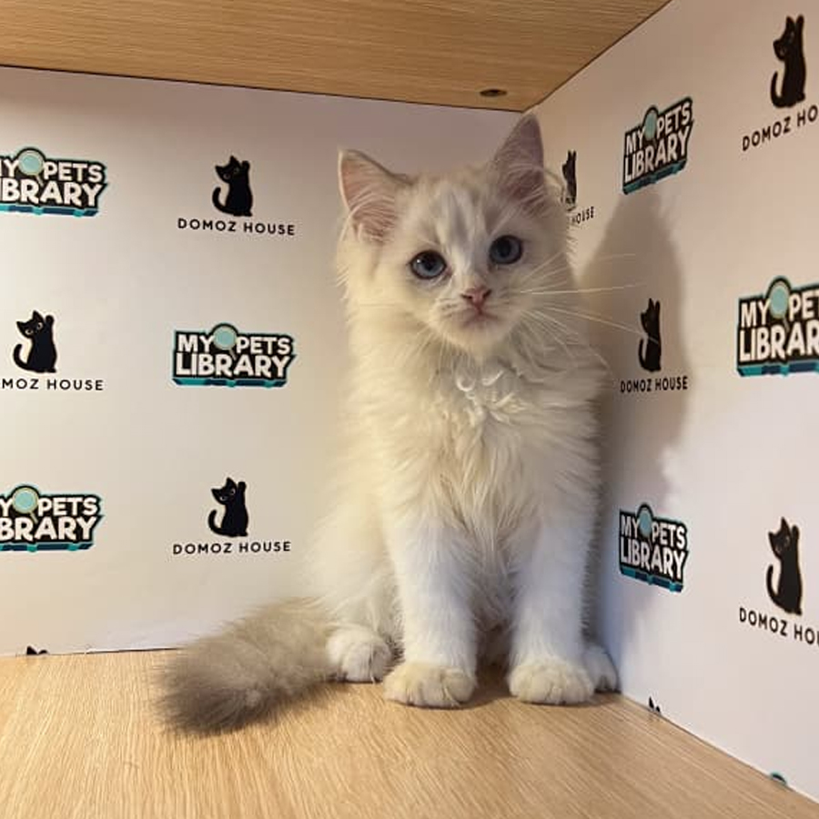 Ragdoll Kitten