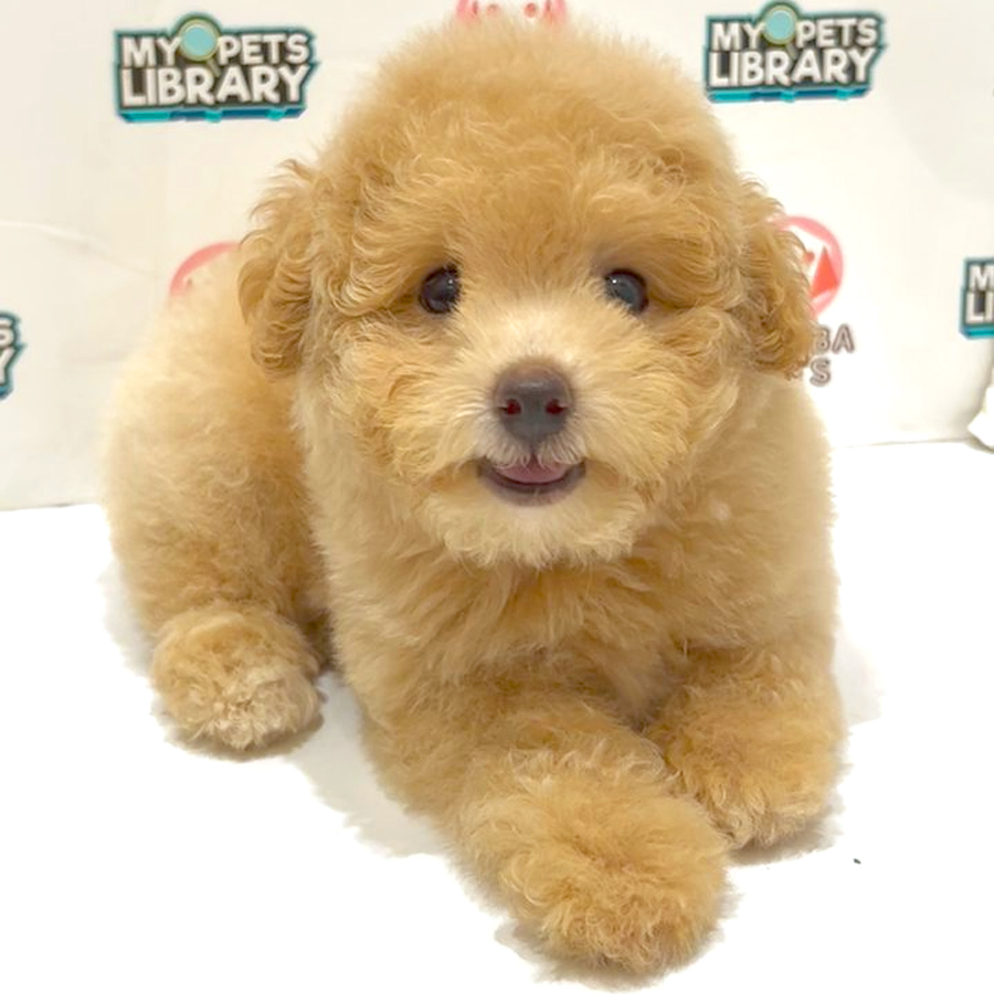 Toy Poodle Puppy