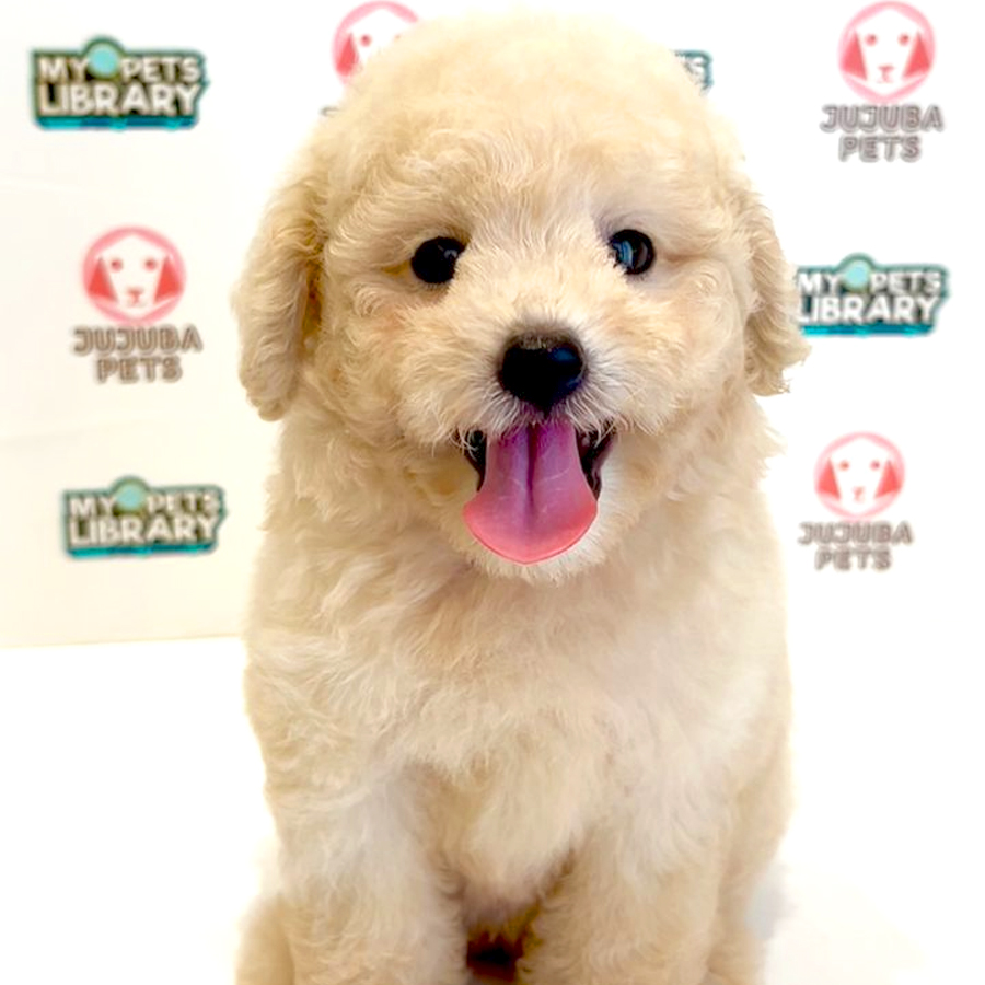 Toy Poodle Puppy