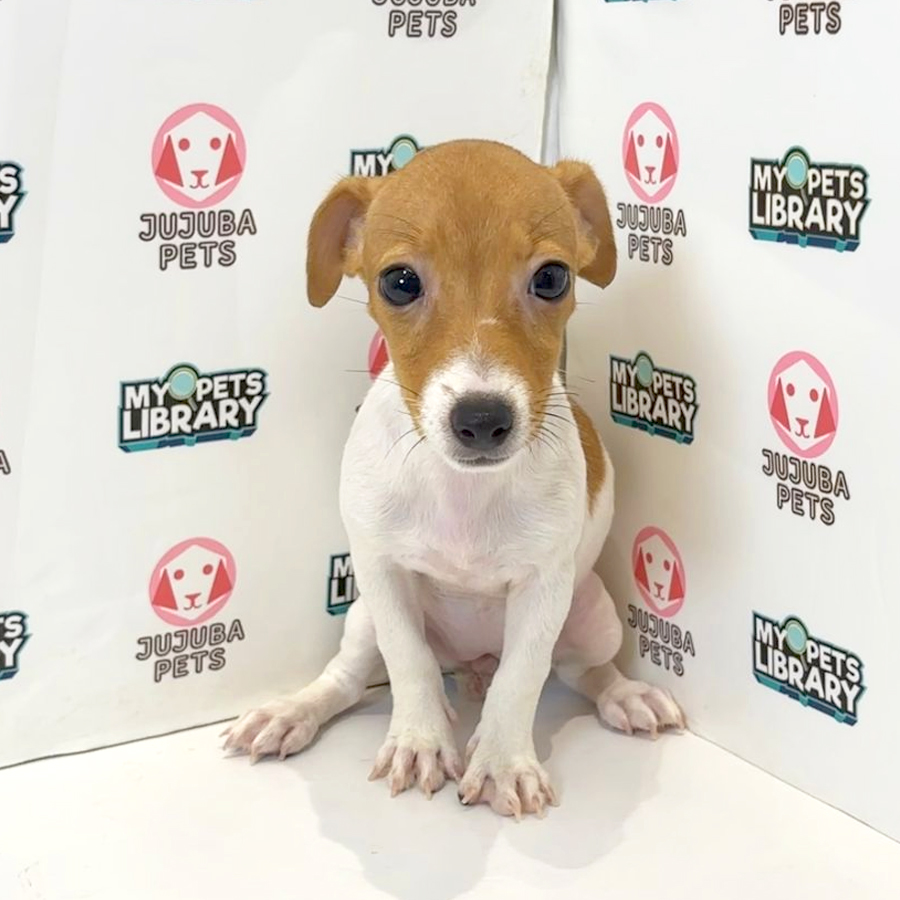 Jack Russell Puppy