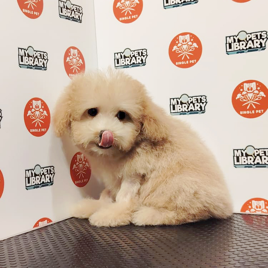 Poochon Puppy