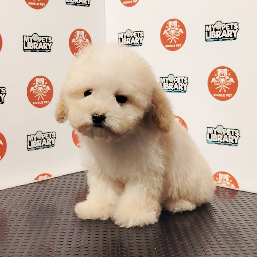 Poochon Puppy