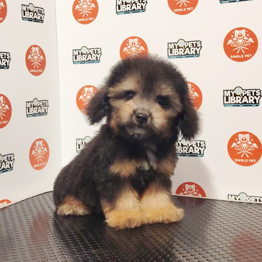 Poochon Puppy