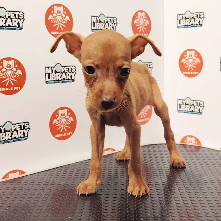 Pinscher Puppy