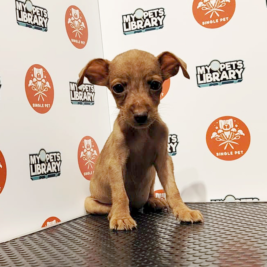 Pinscher Puppy