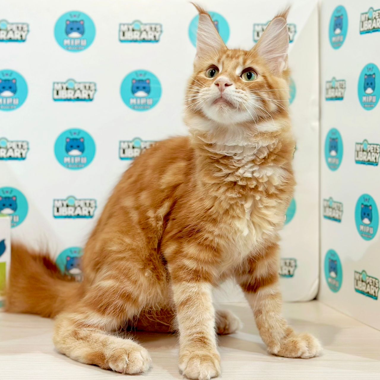Maine Coon Kitten