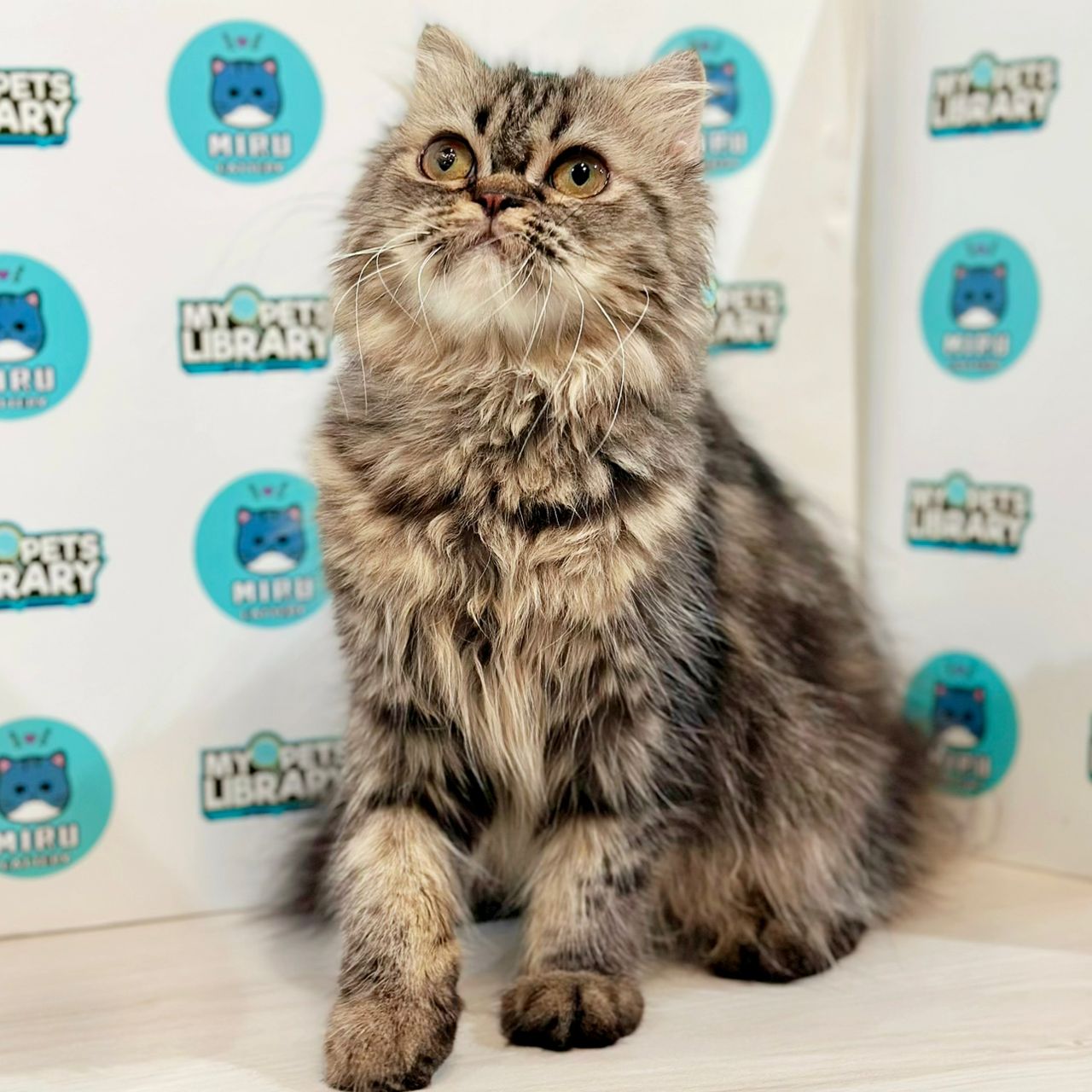 Scottishfold Kitten