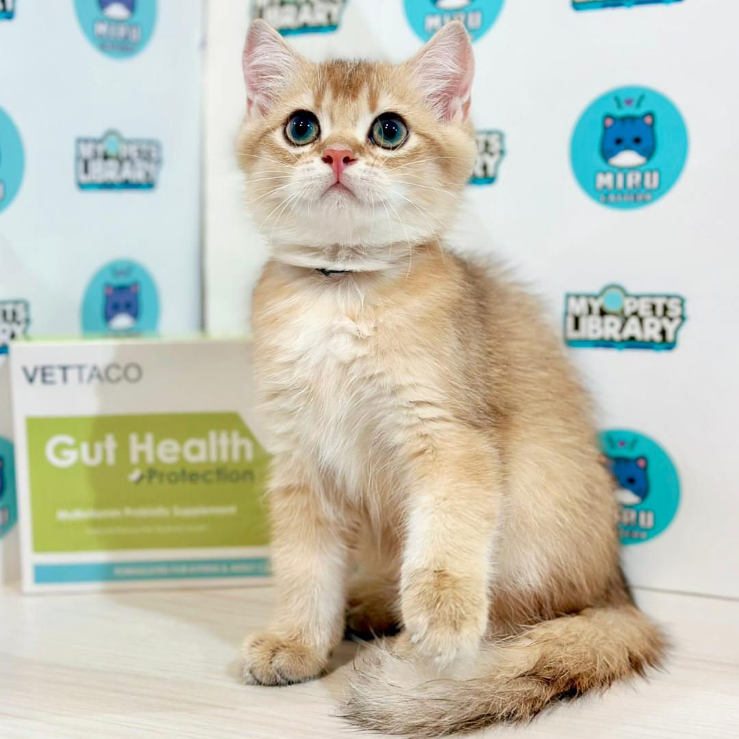 British Shorthair Kitten