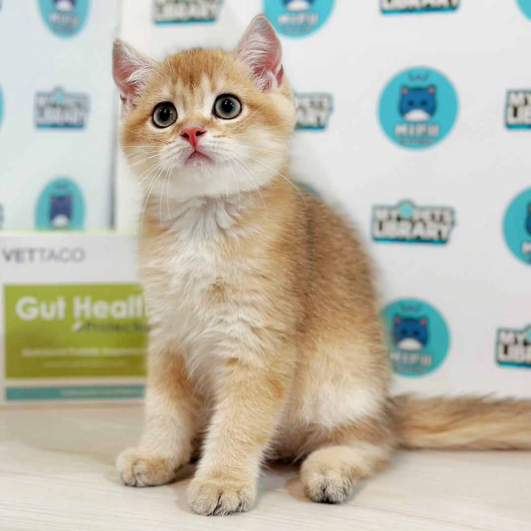 British Shorthair Kitten
