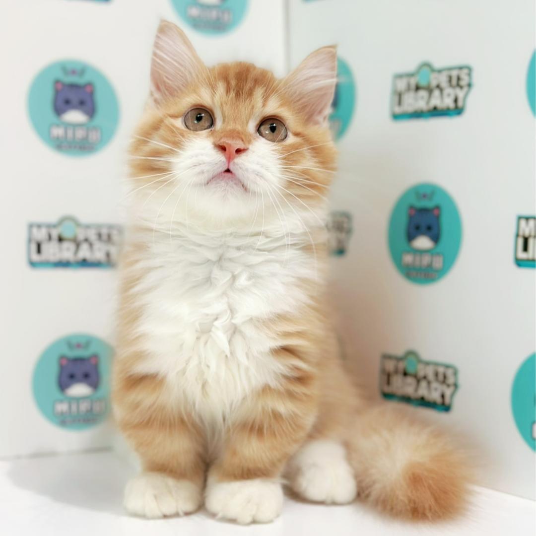 Super Short Munchkin Longhair Kitten