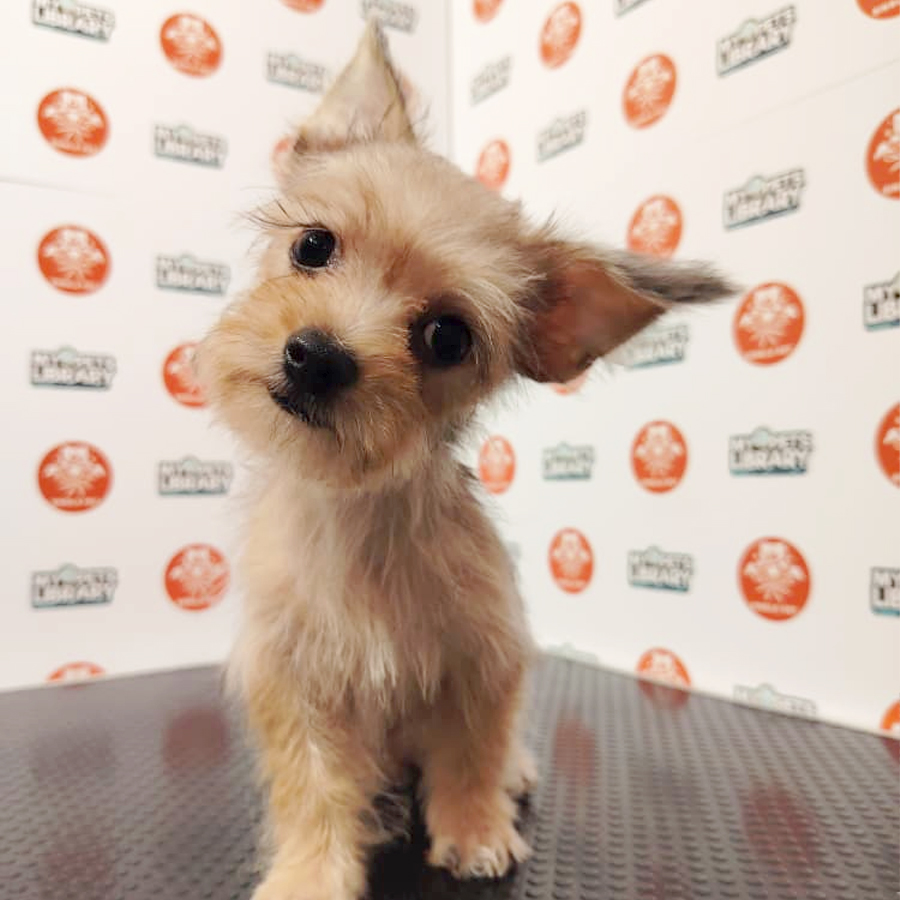 Yorkiepoo Puppy