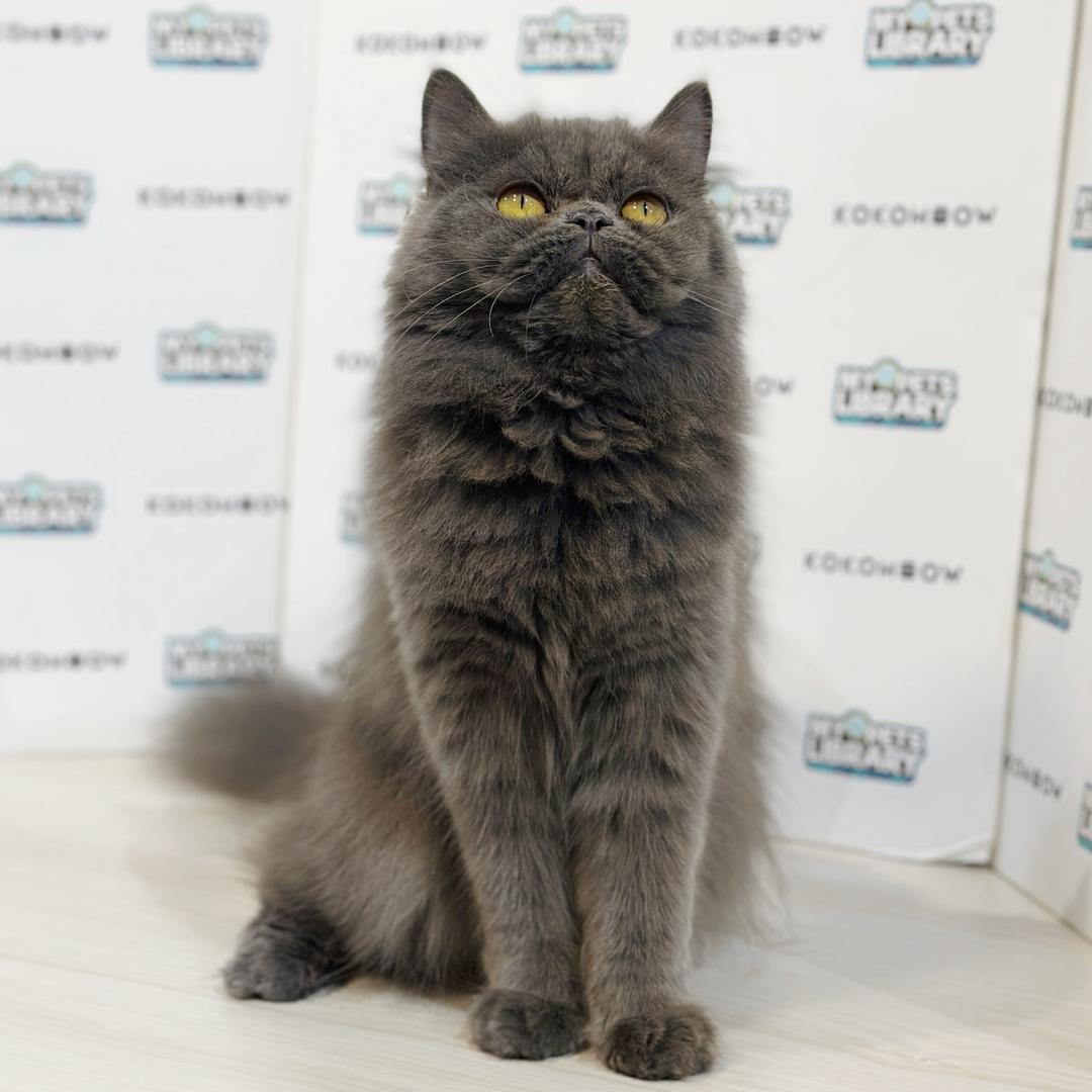 Persian Kitten