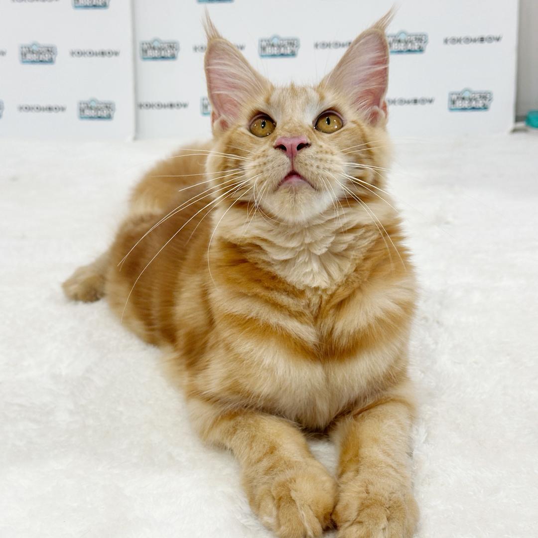Maine Coon Kitten